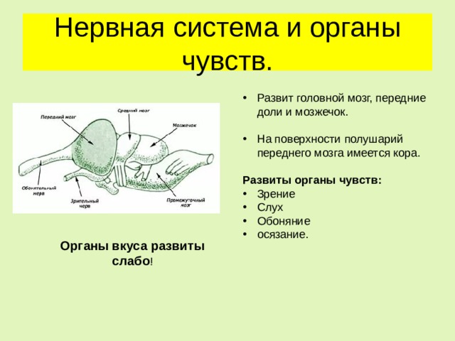 Нервная система и органы чувств. Развит головной мозг, передние доли и мозжечок. На поверхности полушарий переднего мозга имеется кора. Развиты органы чувств: Зрение Слух Обоняние осязание.   Органы вкуса развиты слабо ! 