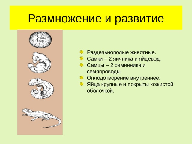 Размножение и развитие Раздельнополые животные. Самки – 2 яичника и яйцевод. Самцы – 2 семенника и семяпроводы. Оплодотворение внутреннее. Яйца крупные и покрыты кожистой оболочкой. 