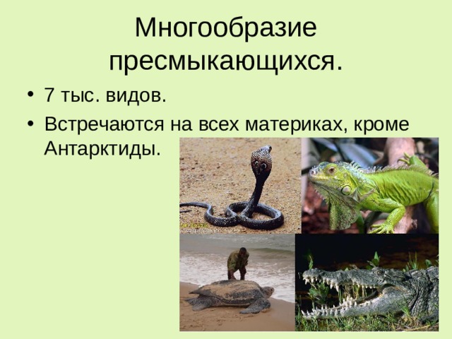 Многообразие пресмыкающихся. 7 тыс. видов. Встречаются на всех материках, кроме Антарктиды.  