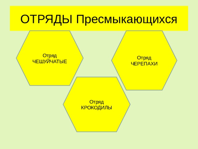 ОТРЯДЫ Пресмыкающихся Отряд ЧЕШУЙЧАТЫЕ Отряд ЧЕРЕПАХИ Отряд КРОКОДИЛЫ 