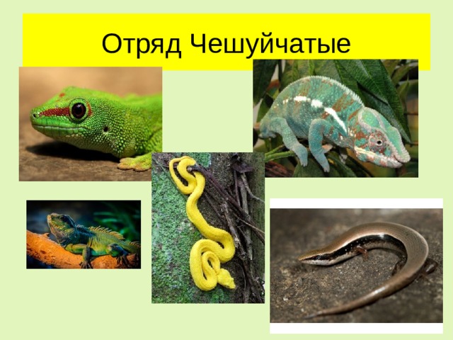 Отряд Чешуйчатые 