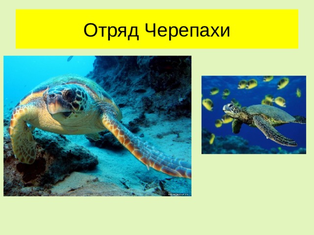 Отряд Черепахи 