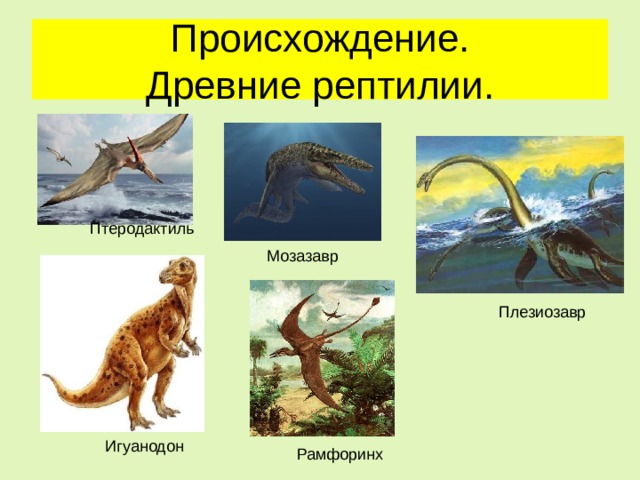 Происхождение.  Древние рептилии. Птеродактиль Мозазавр Плезиозавр Игуанодон Рамфоринх 