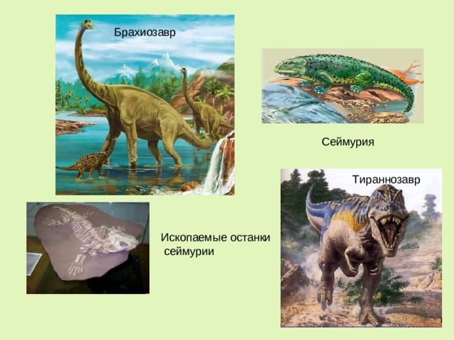 Брахиозавр Сеймурия Тираннозавр Ископаемые останки  сеймурии 