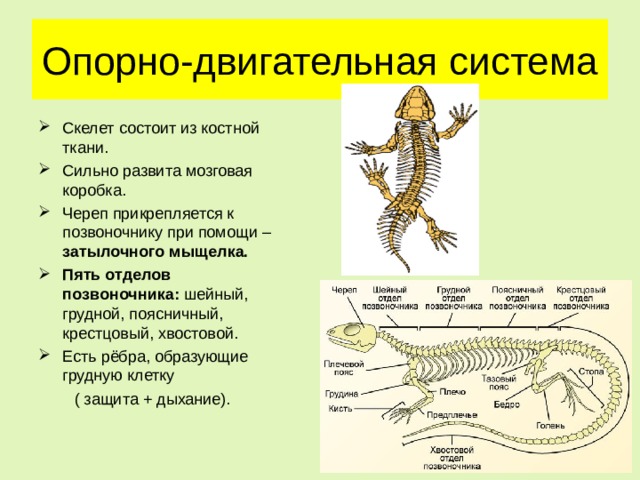 Опорно-двигательная система Скелет состоит из костной ткани. Сильно развита мозговая коробка. Череп прикрепляется к позвоночнику при помощи – затылочного мыщелка. Пять отделов позвоночника: шейный, грудной, поясничный, крестцовый, хвостовой. Есть рёбра, образующие грудную клетку  ( защита + дыхание). 