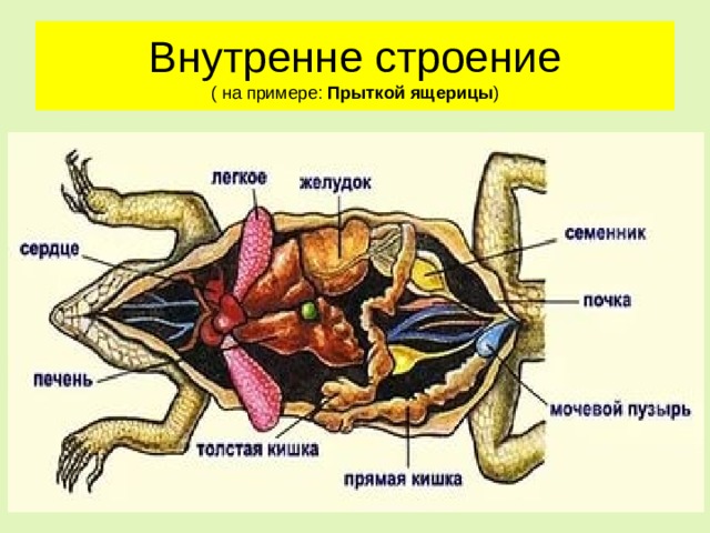 Внутренне строение  ( на примере: Прыткой ящерицы ) 