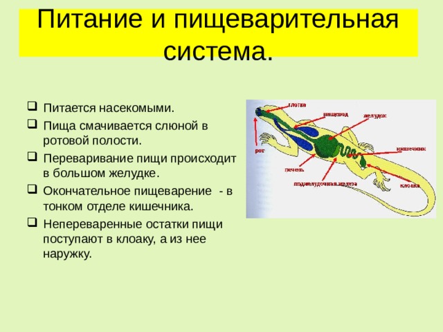 Питание и пищеварительная система. Питается насекомыми. Пища смачивается слюной в ротовой полости. Переваривание пищи происходит в большом желудке. Окончательное пищеварение - в тонком отделе кишечника. Непереваренные остатки пищи поступают в клоаку, а из нее наружку. 