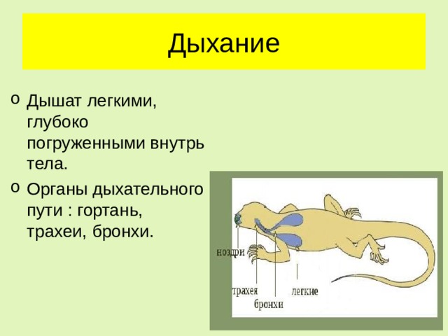Дыхание Дышат легкими, глубоко погруженными внутрь тела. Органы дыхательного пути : гортань, трахеи, бронхи.   