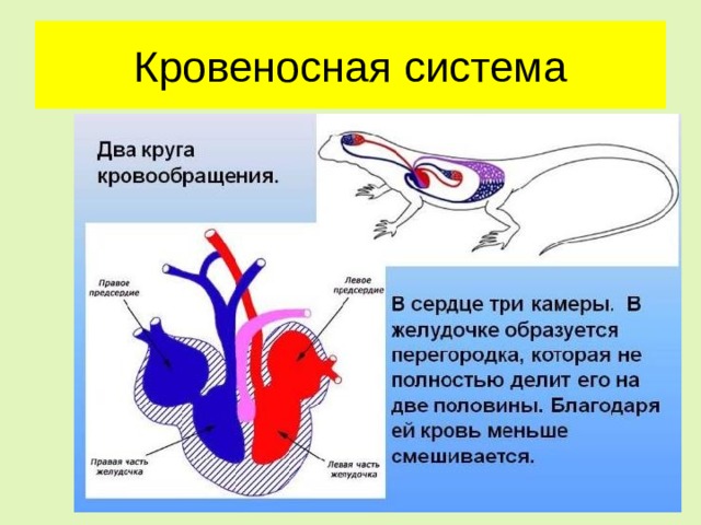Кровеносная система 