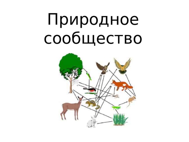 Природное сообщество 