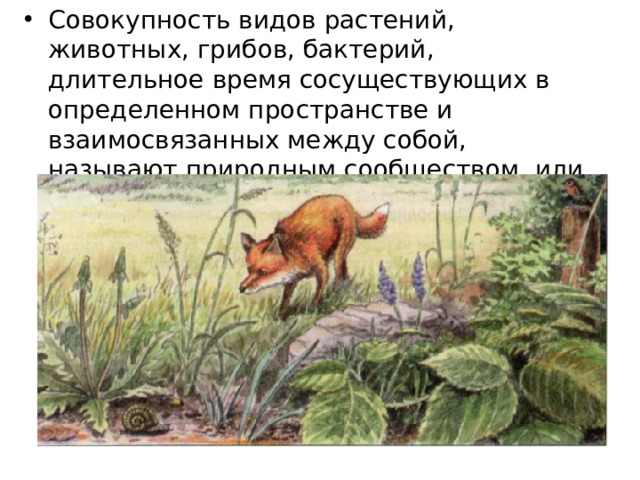 Совокупность видов растений, животных, грибов, бактерий, длительное время сосуществующих в определенном пространстве и взаимосвязанных между собой, называют природным сообществом , или биоценозом . 