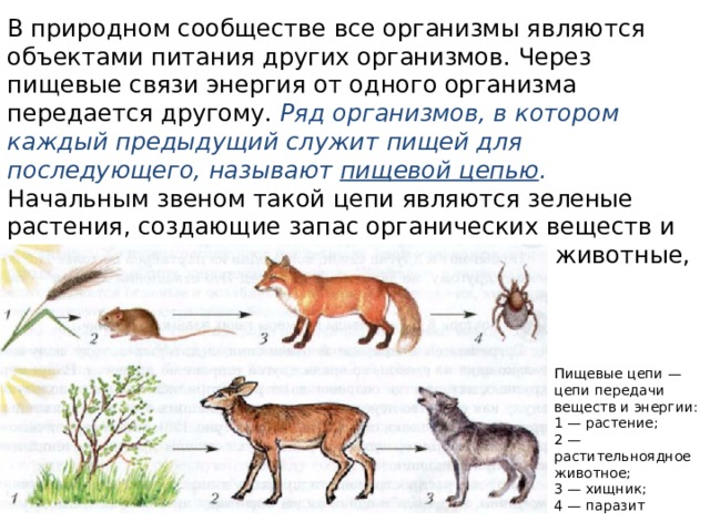 В природном сообществе все организмы являются объектами питания других организмов. Через пищевые связи энергия от одного организма передается другому. Ряд организмов, в котором каждый предыдущий служит пищей для последующего, называют пищевой цепью .  Начальным звеном такой цепи являются зеленые растения, создающие запас органических веществ и энергии. Ими питаются растительноядные животные, которые становятся пищей для хищников. Пищевые цепи — цепи передачи веществ и энергии: 1 — растение; 2 — растительноядное животное; 3 — хищник; 4 — паразит 