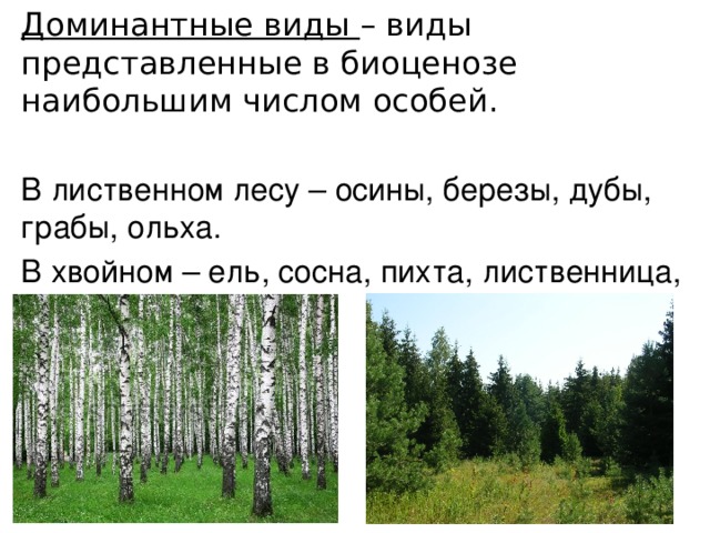 Доминантные виды – виды представленные в биоценозе наибольшим числом особей. В лиственном лесу – осины, березы, дубы, грабы, ольха. В хвойном – ель, сосна, пихта, лиственница, кедр. 