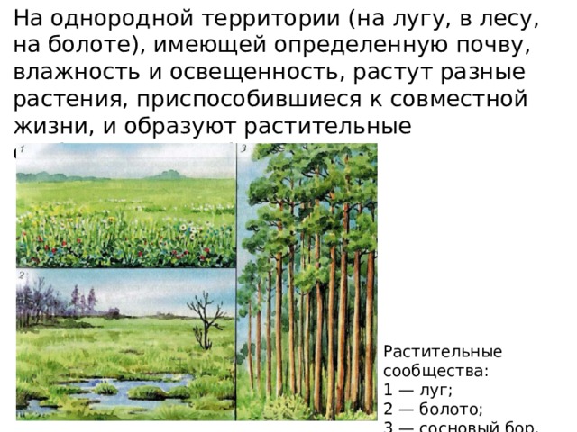 На однородной территории (на лугу, в лесу, на болоте), имеющей определенную почву, влажность и освещенность, растут разные растения, приспособившиеся к совместной жизни, и образуют растительные сообщества: луг, болото, лес. Растительные сообщества: 1 — луг; 2 — болото; 3 — сосновый бор. 