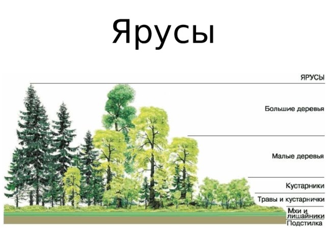 Ярусы 