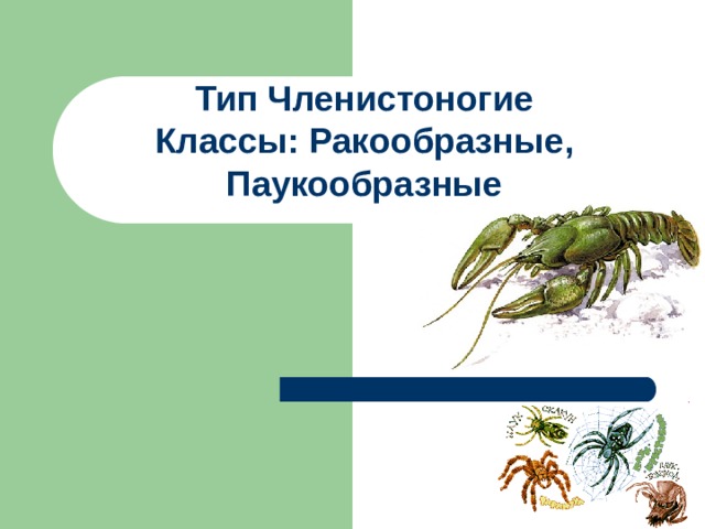 Тип Членистоногие  Классы: Ракообразные, Паукообразные   