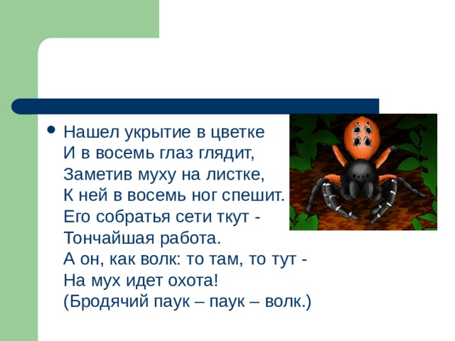 Нашел укрытие в цветке  И в восемь глаз глядит,  Заметив муху на листке,  К ней в восемь ног спешит.  Его собратья сети ткут -  Тончайшая работа.  А он, как волк: то там, то тут -  На мух идет охота!  (Бродячий паук – паук – волк.)    