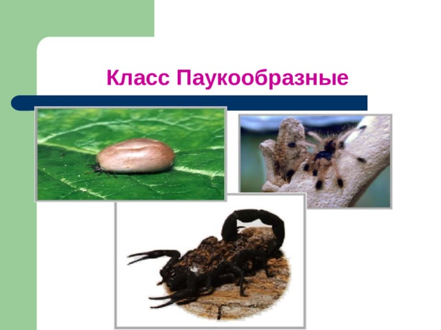 Класс Паукообразные 