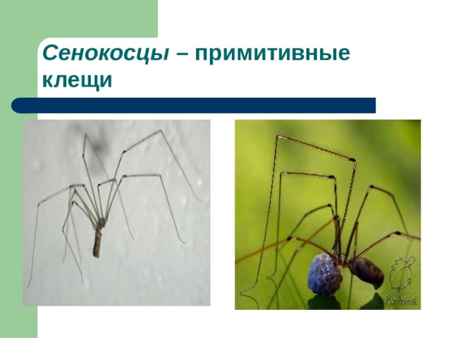 Сенокосцы – примитивные клещи 