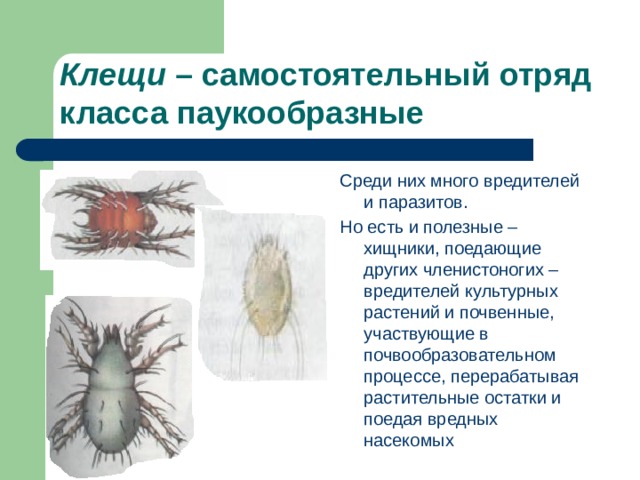 Клещи – самостоятельный отряд класса паукообразные  я Среди них много вредителей и паразитов. Но есть и полезные – хищники, поедающие других членистоногих – вредителей культурных растений и почвенные, участвующие в почвообразовательном процессе, перерабатывая растительные остатки и поедая вредных насекомых 