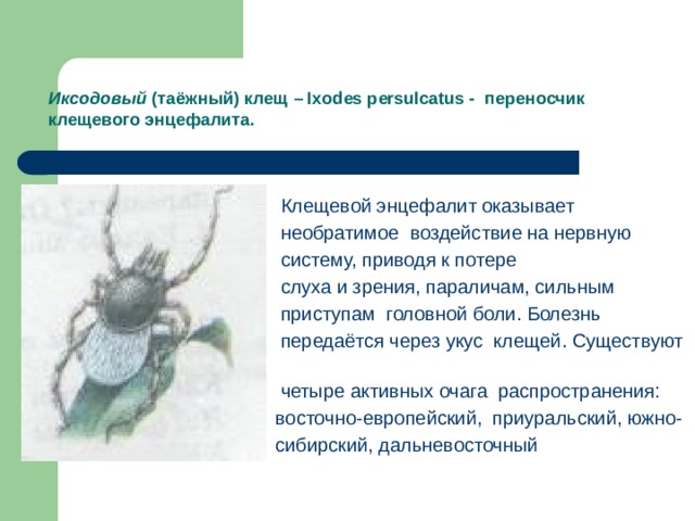 Иксодовый (таёжный) клещ – Ixodes persulcatus - переносчик клещевого энцефалита.     Клещевой энцефалит оказывает  необратимое воздействие на нервную  систему, приводя к потере  слуха и зрения, параличам, сильным  приступам головной боли. Болезнь  передаётся через укус клещей. Существуют  четыре активных очага распространения:  восточно-европейский, приуральский, южно-  сибирский, дальневосточный  
