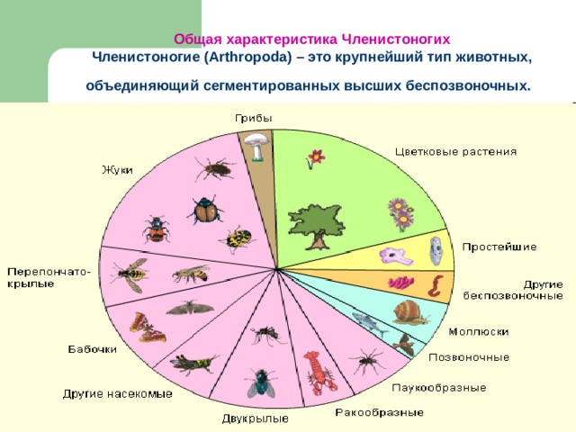 Общая характеристика Членистоногих  Членистоногие (Arthropoda) – это крупнейший тип животных, объединяющий сегментированных высших беспозвоночных.  