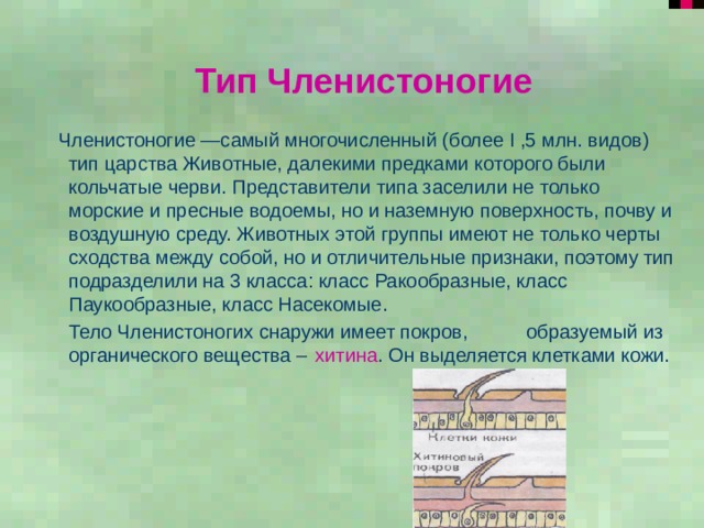 Тип Членистоногие  Членистоногие —самый многочисленный (более I ,5 млн. видов) тип царства Животные, далекими предками которого были кольчатые черви. Представители типа заселили не только морские и пресные водоемы, но и наземную поверхность, почву и воздушную среду. Животных этой группы имеют не только черты сходства между собой, но и отличительные признаки, поэтому тип подразделили на 3 класса: класс Ракообразные, класс Паукообразные, класс Насекомые.  Тело Членистоногих снаружи имеет покров,  образуемый из органического вещества –  хитина . Он выделяется клетками кожи. 
