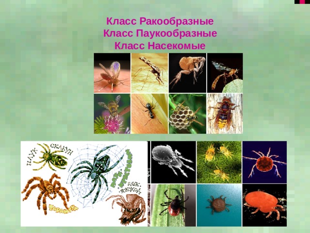 Класс Ракообразные  Класс Паукообразные  Класс Насекомые 