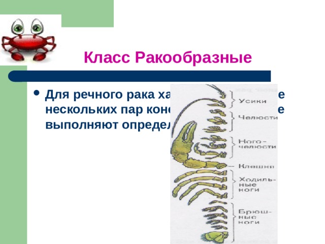 Класс Ракообразные Для речного рака характерно наличие нескольких пар конечностей, которые выполняют определённые функции.  