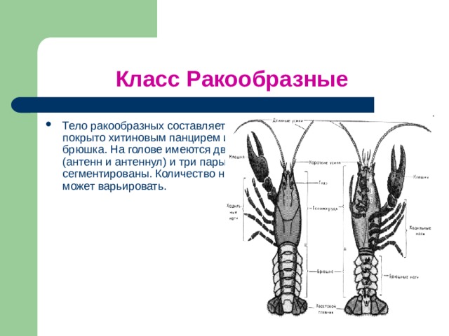Класс Ракообразные Тело ракообразных составляет в длину от 0,5 мм до 80 см. Оно покрыто хитиновым панцирем и состоит из головы, груди и брюшка. На голове имеются две пары осязательных придатков (антенн и антеннул) и три пары челюстей. Грудь и брюшко сегментированы. Количество ног у разных групп ракообразных может варьировать. 