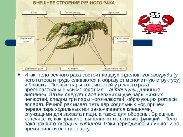 Итак, тело речного рака состоит из двух отделов: головогруди (у него голова и грудь сливаются и образуют монолитную структуру) и брюшка. Первые пары конечностей у речного рака преобразованы в усики: короткие – антеннулы , длинные – антенны . Затем следует пара верхних и две пары нижних челюстей, следом три пары ногочелюстей, образующих ротовой аппарат. Речной рак имеет пять пар ходильных ног, причём первая пара ходильных ног заканчивается клешнями, служащими для захвата пищи, а также для обороны. Брюшные конечности, как правило, выполняют не сколько функций . Тело рака покрыто твёрдым хитином . Раки периодически линяют и во время линьки быстро растут. 