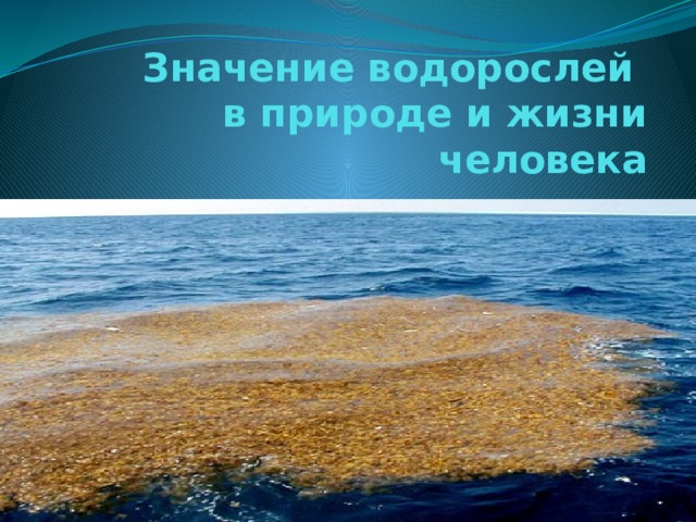 Значение водорослей  в природе и жизни человека 