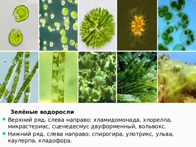  Зелёные водоросли  Верхний ряд, слева направо: хламидомонада, хлорелла, микрастериас, сценедесмус двуформенный, вольвокс. Нижний ряд, слева направо: спирогира, улотрикс, ульва, каулерпа, кладофора. 