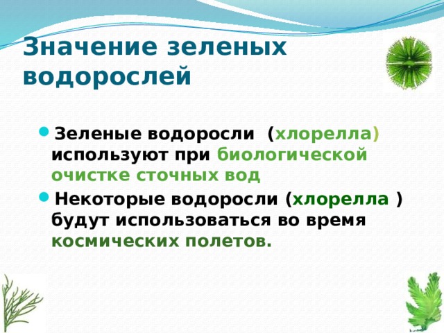 Значение зеленых водорослей Зеленые водоросли ( хлорелла ) используют при биологической очистке сточных вод Некоторые водоросли ( хлорелла ) будут использоваться во время космических полетов. 