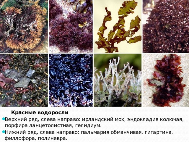  Красные водоросли Верхний ряд, слева направо: ирландский мох, эндокладия колючая, порфира ланцетолистная, гелидиум. Нижний ряд, слева направо: пальмария обманчивая, гигартина, филлофора, полиневра. 