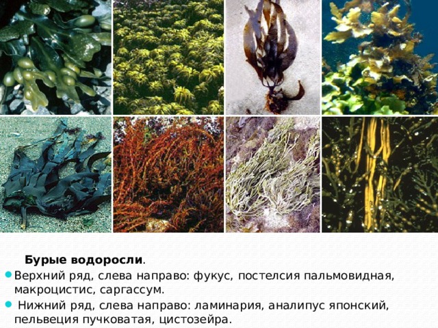  Бурые водоросли . Верхний ряд, слева направо: фукус, постелсия пальмовидная, макроцистис, саргассум.  Нижний ряд, слева направо: ламинария, аналипус японский, пельвеция пучковатая, цистозейра. 