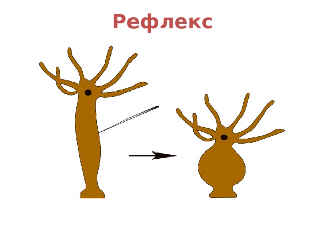 Рефлекс 