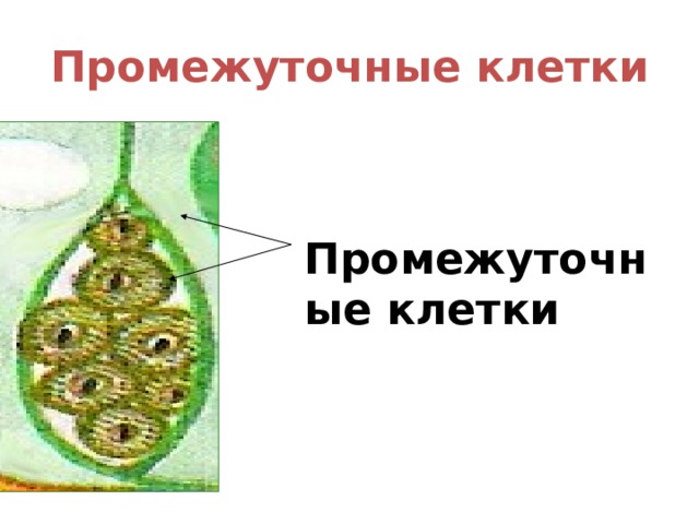 Промежуточные клетки Промежуточные клетки 