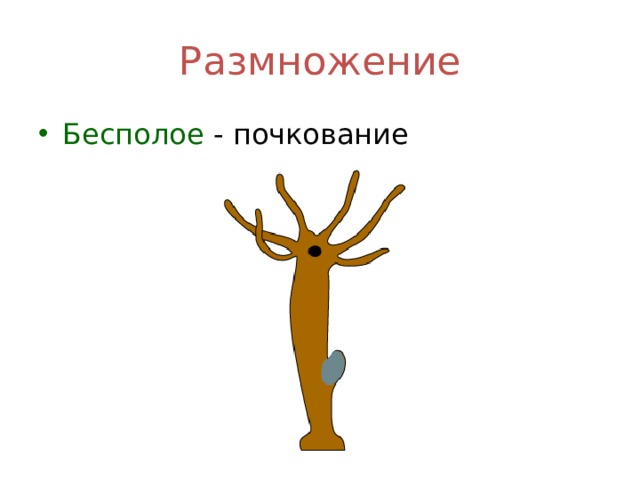 Размножение Бесполое - почкование 