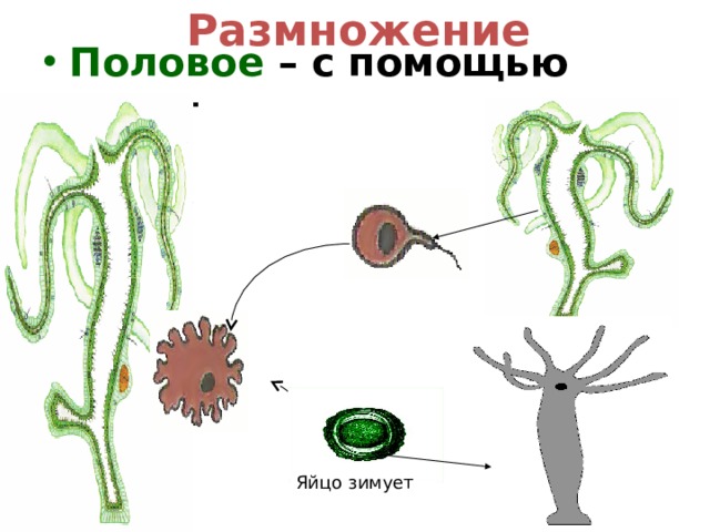 Размножение Половое – с помощью гамет Яйцо зимует 