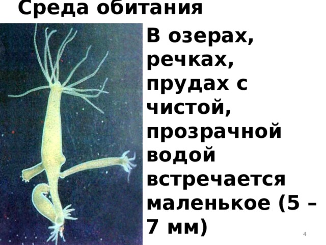 Среда обитания В озерах, речках, прудах с чистой, прозрачной водой встречается маленькое (5 – 7 мм) полупрозрачное животное – полип гидра  