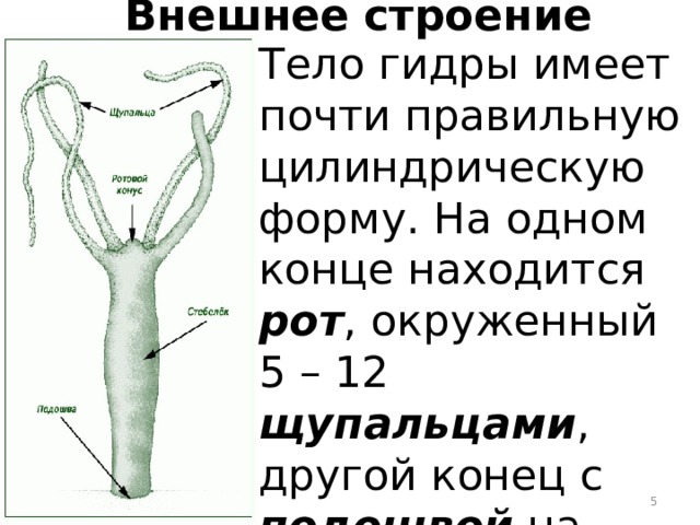 Внешнее строение Тело гидры имеет почти правильную цилиндрическую форму. На одном конце находится рот , окруженный 5 – 12 щупальцами , другой конец с подошвой на конце  