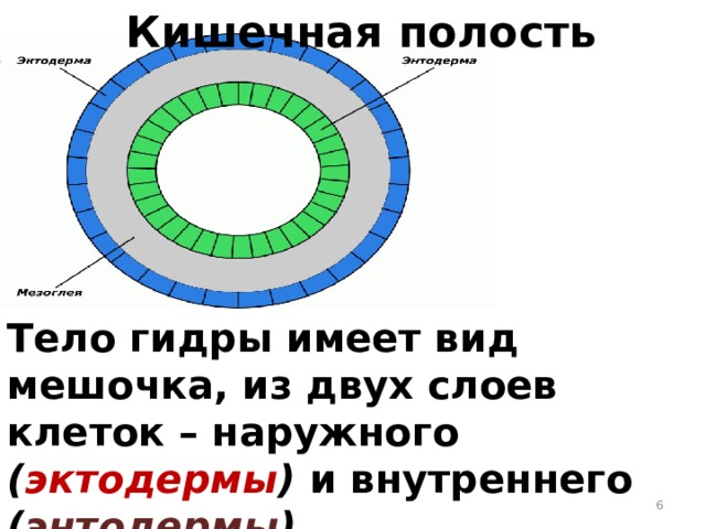 Кишечная полость Тело гидры имеет вид мешочка, из двух слоев клеток – наружного ( эктодермы ) и внутреннего ( энтодермы ).  