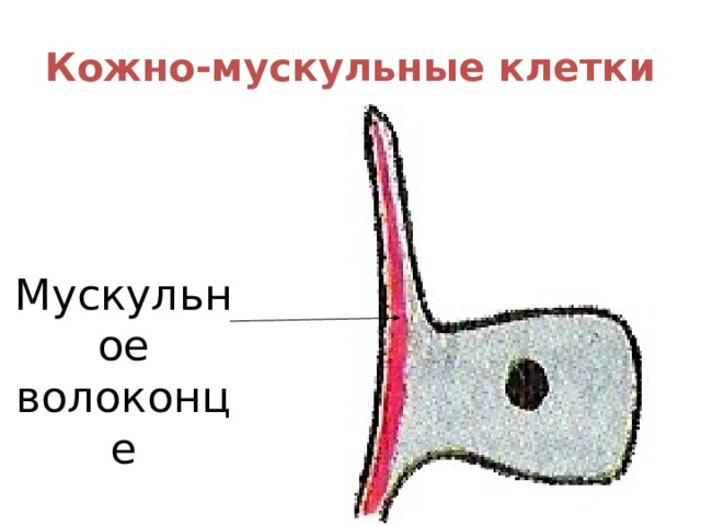 Кожно-мускульные клетки Мускульное волоконце 