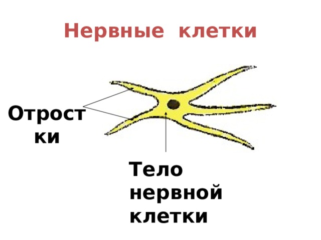 Нервные клетки Отростки Тело нервной клетки 