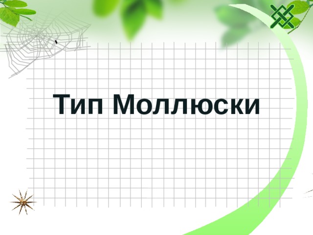 Тип Моллюски 