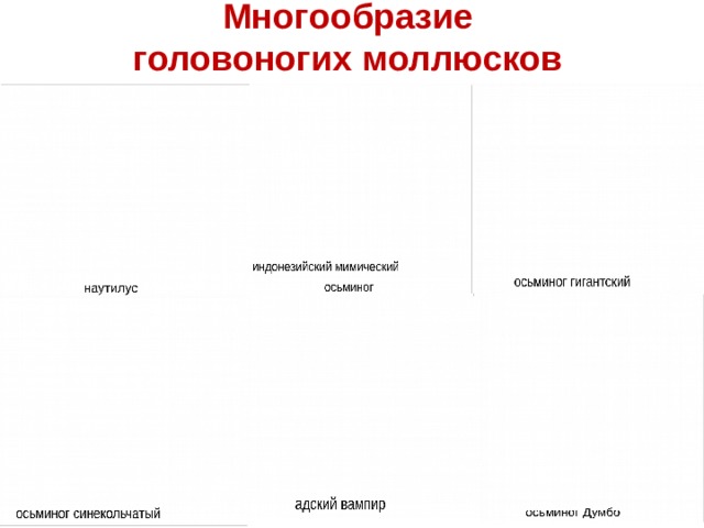 Многообразие головоногих моллюсков  