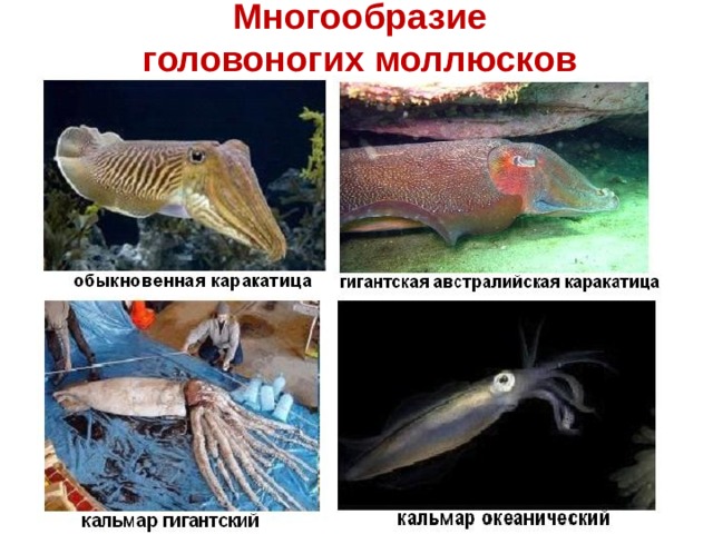 Многообразие головоногих моллюсков 