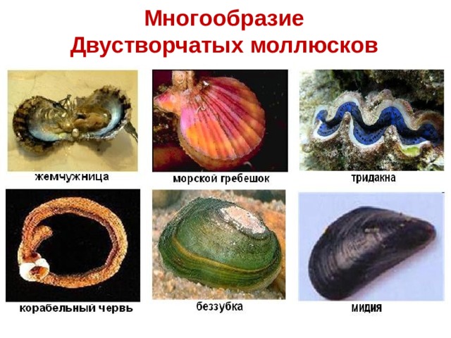 Многообразие Двустворчатых моллюсков 