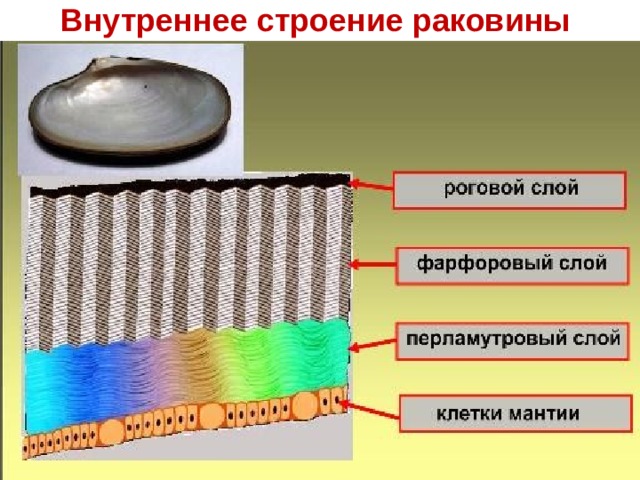 Внутреннее строение раковины 